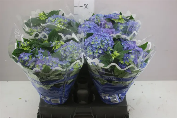 Hydrangea Early Blue 10+ črepník 14 cm