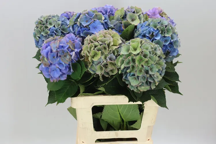 Hyd Palace Blue Classic 60 cm