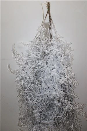Asperagus Wild White Flock 120 cm