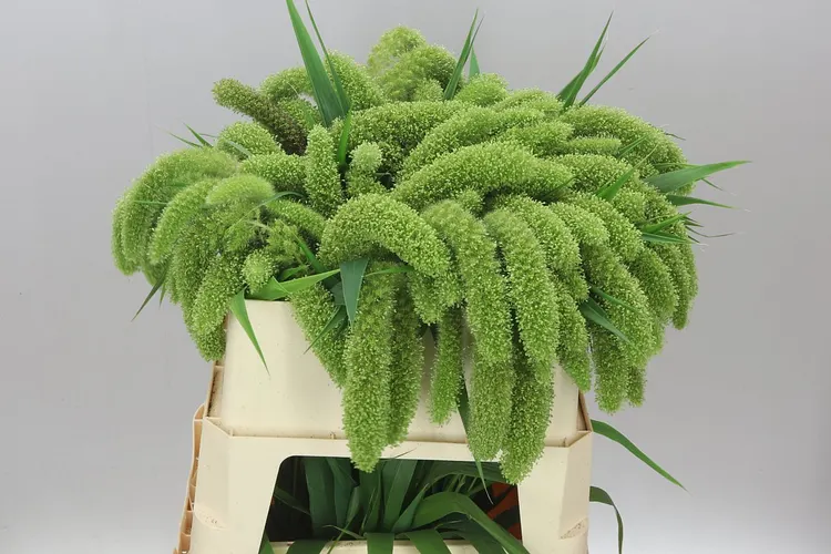 Setaria It Volle Melk 80 cm