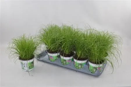 Cyperus Alt Zumula črepník 12 cm