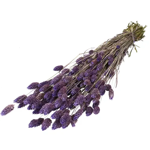 Sušený kvet Phalaris orgovánová 70 cm