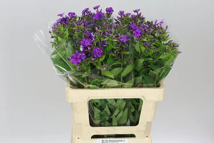 Phlox P Crissy Blue 60 cm