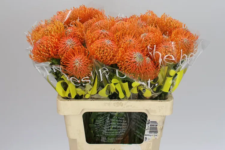 Leucospermum Ayoba Orange 60 cm