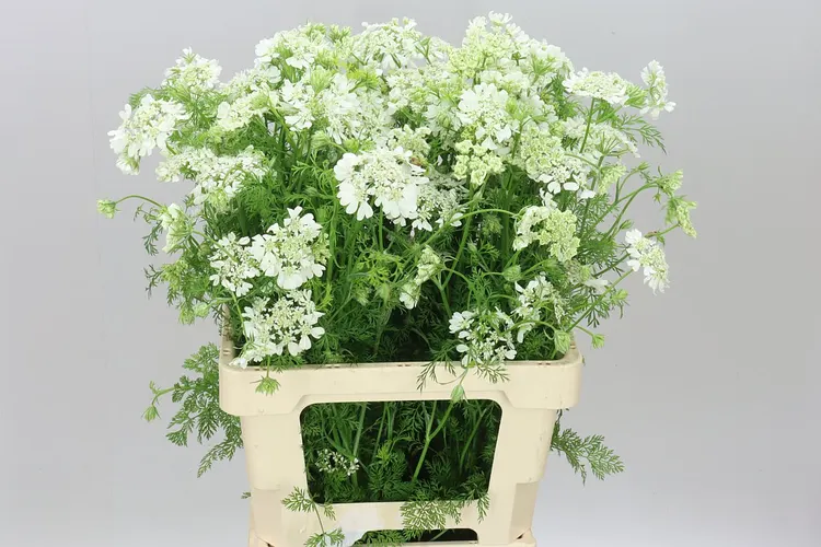 Orlaya Grandflora White 60 cm