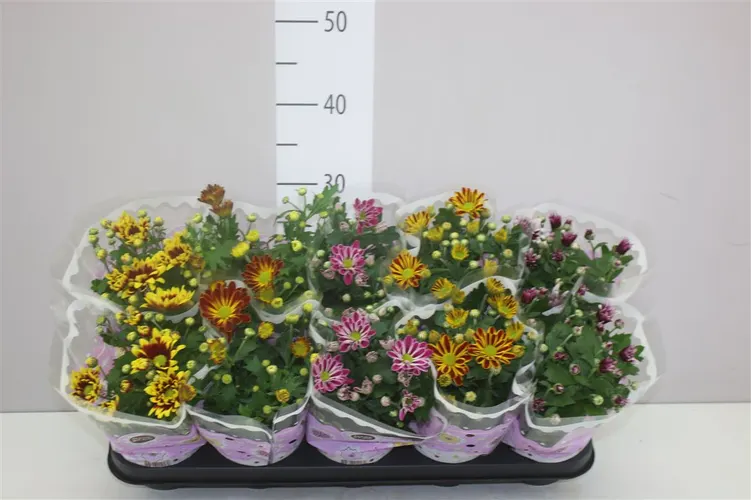 Chryzantéma črepníková mix 2 Kleurig črepník 12 cm