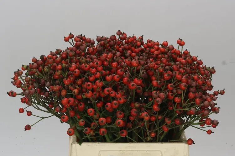 Šípky Classic Fruitilia 40 cm