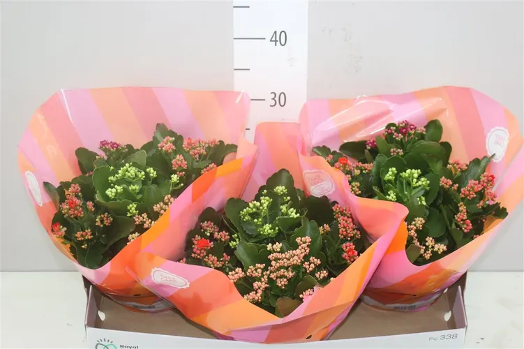 Kalanchoe Calandiva Carnaval črepník 23 cm