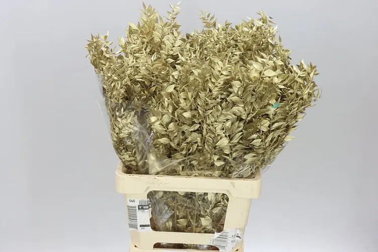 Dried Ruscus Gold 70 cm