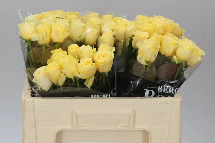 Rosa Gr Buttercup Holl 50 cm