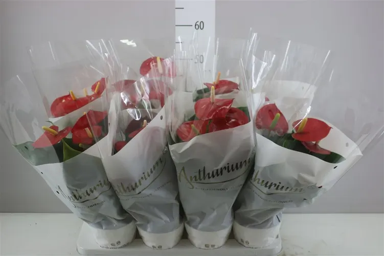 Anth An Red Champion črepník 14 cm
