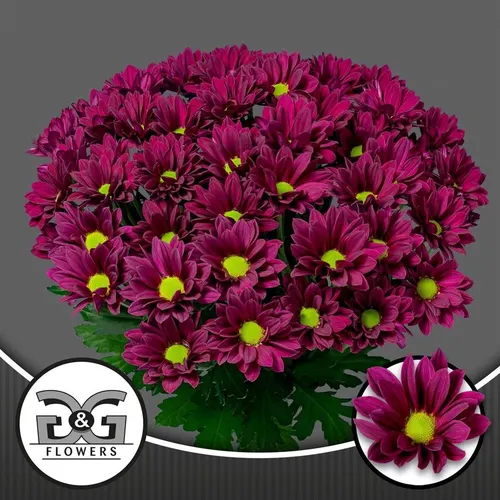 Chryzantéma trsová Purple Star 70 cm