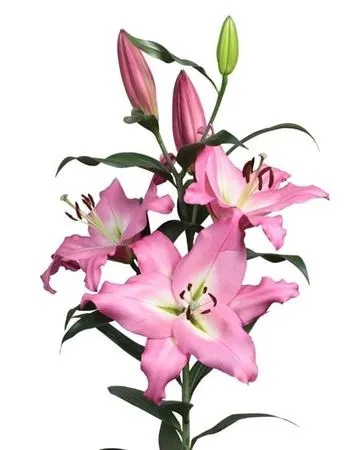 Lil Or Albareto 90 cm