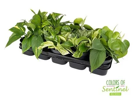 Epipremnum Gemengd črepník 12 cm