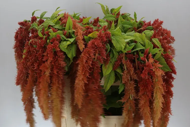 Amaranthus Trailing Spider Brown 75 cm