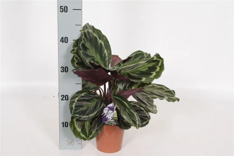 Calathea Medallion črepník 14 cm
