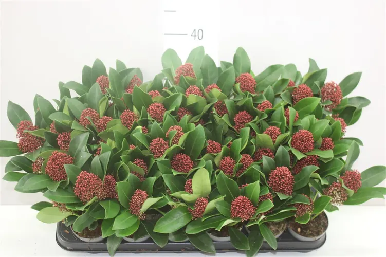 Skimmia Rubella 4+ črepník 9 cm