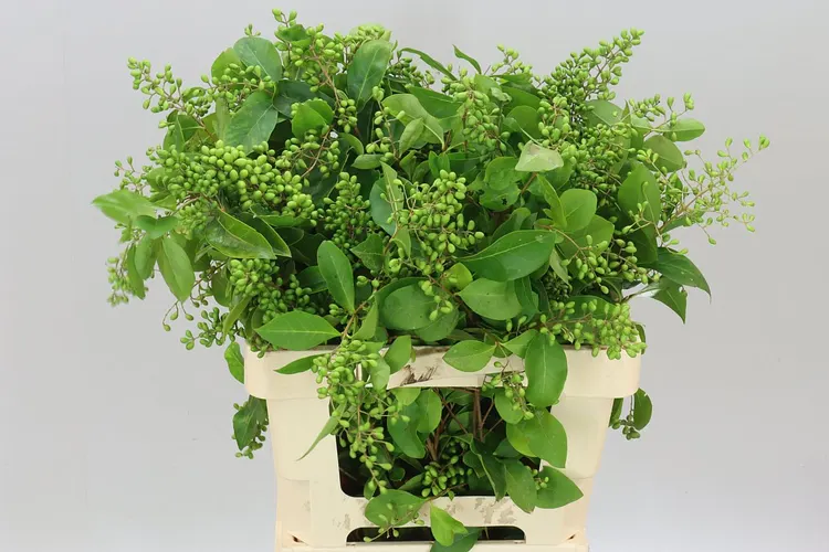 Ligustrum Winter Jewel 65 cm