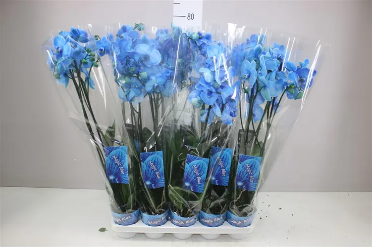 Phal Royal Blue 2 Tak črepník 12 cm