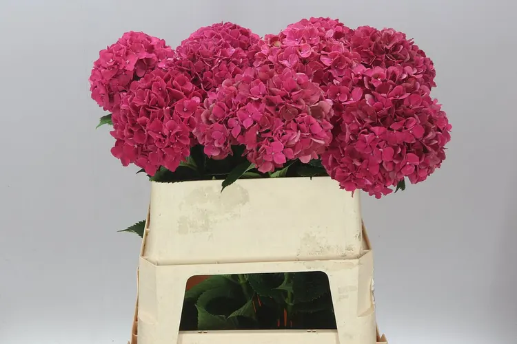 Hyd Ruby Pink 80 cm