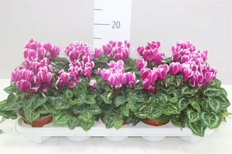 Cyclamen Kl Super Carino Paars Wit črepník 10,5 cm