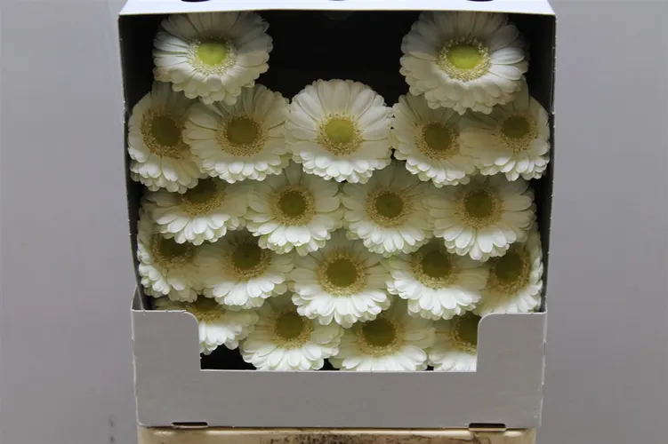Germ D Albino 55 cm