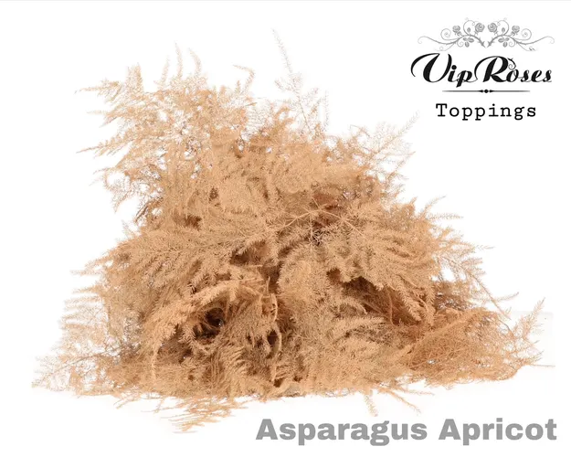 Asp Ov Getopt Lang Apricot 85 cm