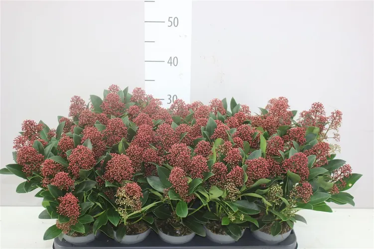 Skimmia Jap Rubella 7+ črepník 10,5 cm