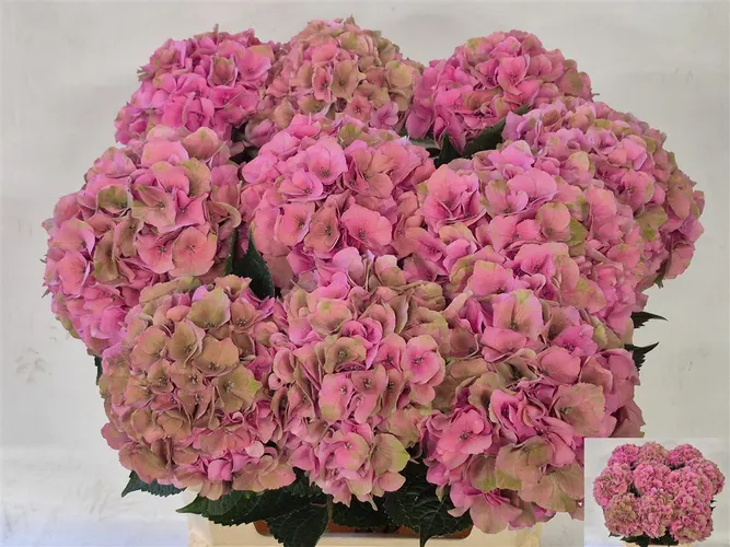 Hyd Palace Classic 80 cm