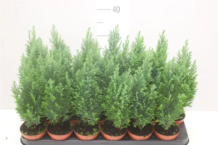 Chamaecyparis La Ellwoodii črepník 9 cm