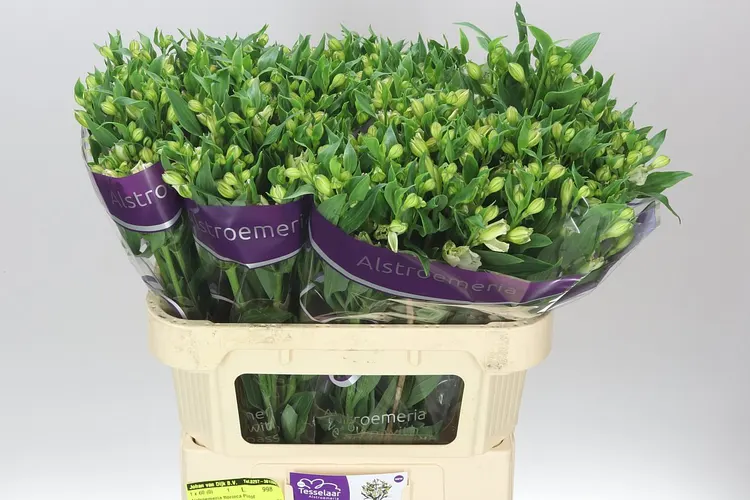 Alstro Charmelia Pinot 75 cm