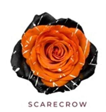 Ruža farbená Scarecrow, Ekvádor 50 cm
