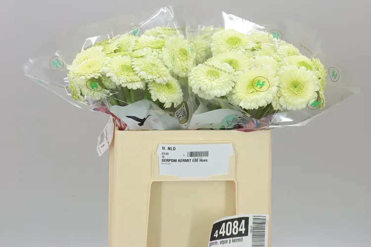 Germini Aqua P Kermit 50 cm
