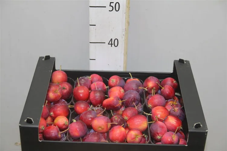 Malus Red