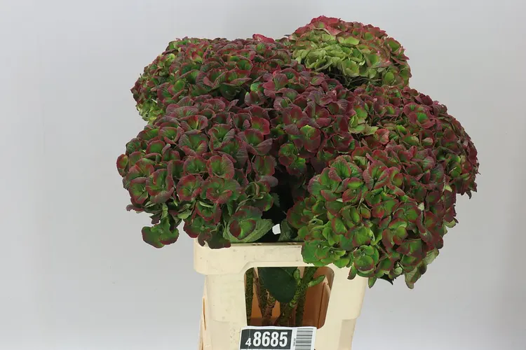 Hortenzia Charlotte Classic 65 cm