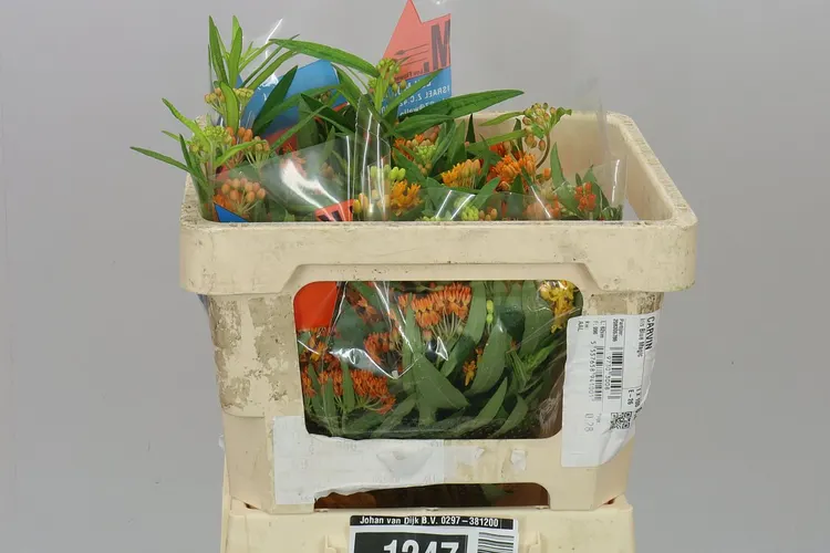 Asclepias Tuberosa 40 cm