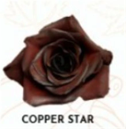 Ruža farbená Copper Star, Ekvádor 50 cm