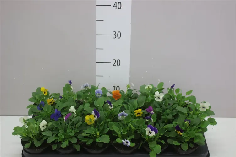 Viola Cornuta Sorbet mix črepník 9 cm