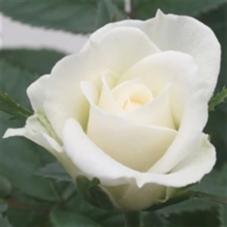 Ruža črepníková Jewel White črepník 10 cm