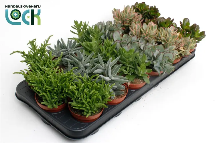 Crassula Mix črepník 8,5 cm