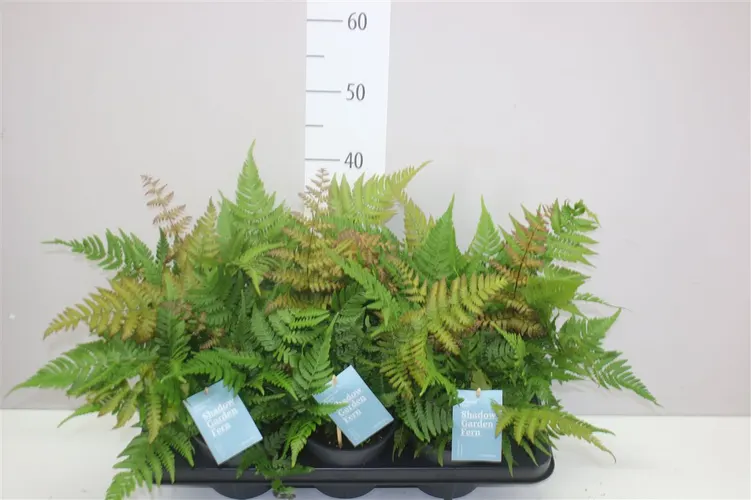 Dryopteris Eryth črepník 14 cm