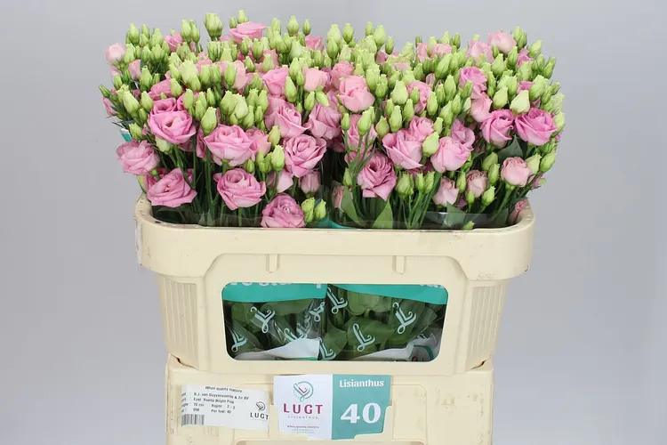 Eust Du Rosita Bright Pink X60 72 cm