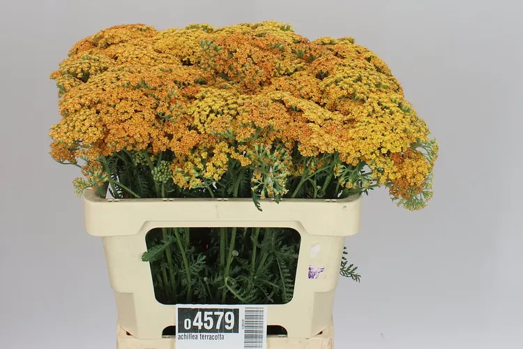 Achillea Terracotta 55 cm