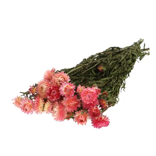 Sušený kvet Helichrysum ružová 45 cm