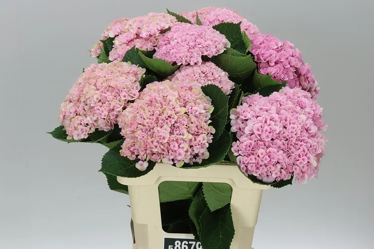 Hydrangea Revolution Pink 60 cm