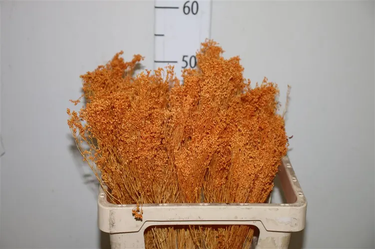 Dried Brooms Brown Bunch 50 cm