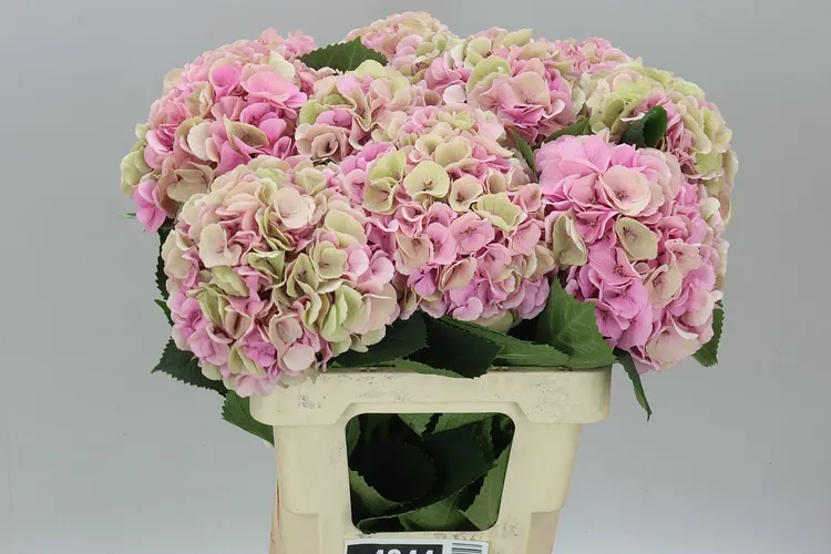 Hyd Heaven Classic 60 cm