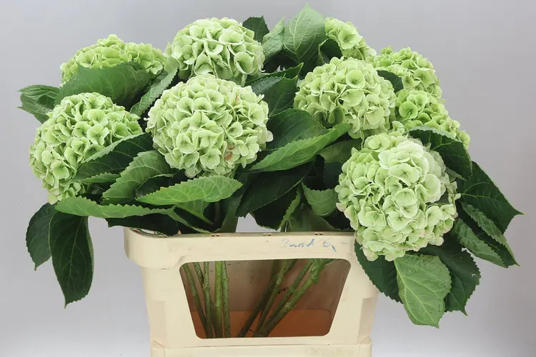 Hortenzia Match Classic Green 80 cm