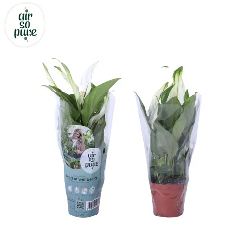 Spathiphyllum Pearl Cupido črepník 7 cm