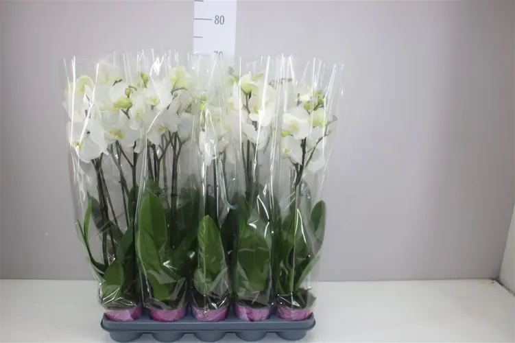 Orchidea Phalaenopsis biela Basic, 2 výhony črepník 12 cm